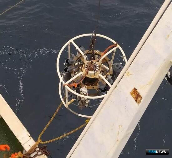 Ученые освежили данные о пополнении тихоокеанских лососей