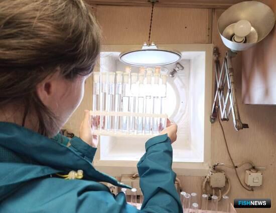 Ученые освежили данные о пополнении тихоокеанских лососей