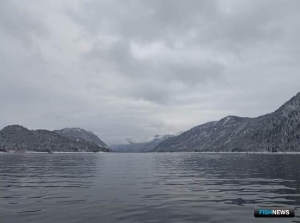 В Телецком озере прибавилось рыбы-вселенца