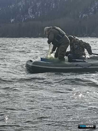 В Телецком озере прибавилось рыбы-вселенца В Телецком озере прибавилось рыбы-вселенца