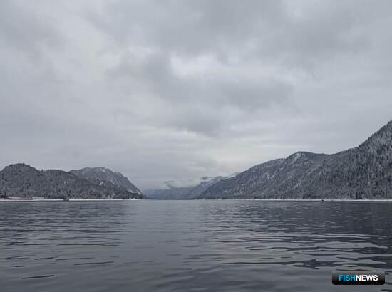 В Телецком озере прибавилось рыбы-вселенца В Телецком озере прибавилось рыбы-вселенца