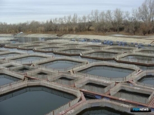 Аквакультурную рыбу готовятся взять на учет