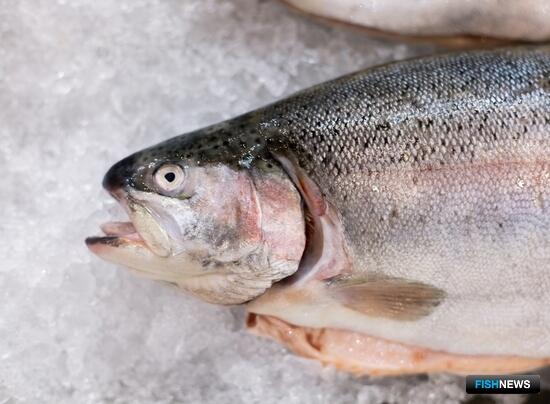 Самые &laquo;аквакультурные&raquo; в СЗФО &mdash; Заполярье, Ленобласть и Карелия