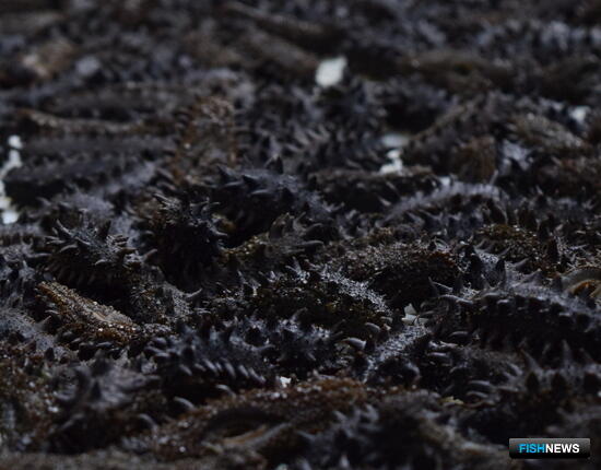 Суд вынесет приговор по делу о контрабанде трепанга