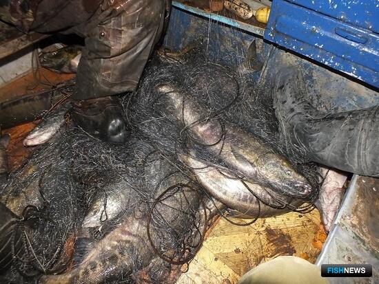 Браконьерам Приморья не дали спокойно работать на красной рыбе
