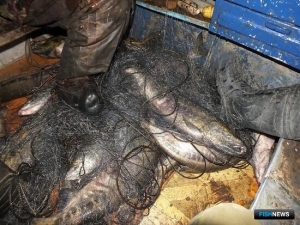 Браконьерам Приморья не дали спокойно работать на красной рыбе