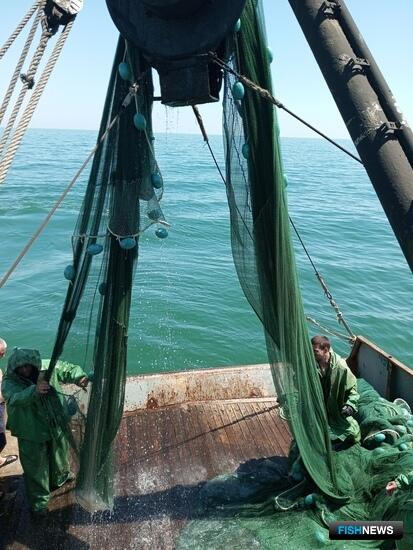 В Азовском море прибавилось осетра