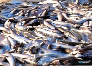 Северянам определили квоты для разных видов рыболовства