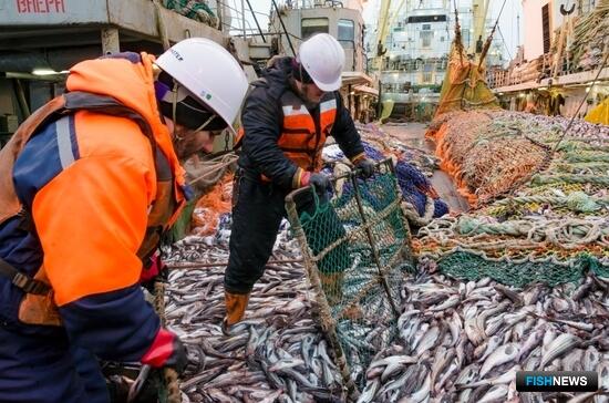 Сахалинская область рассказала о предварительных &laquo;рыбных&raquo; итогах