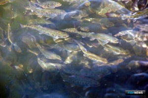 Форель поможет в производстве удобрений