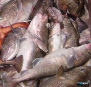 На промысел трески предусмотрели ограничения