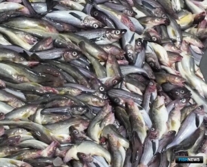 США определились с лимитами по минтаю на 2024 год