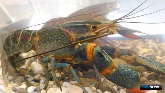 Тимирязевка разрабатывает методику выращивания красноклешневого рака Тимирязевка разрабатывает методику выращивания красноклешневого рака