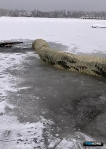 Ладога пополнилась молодью &laquo;краснокнижного&raquo; лосося