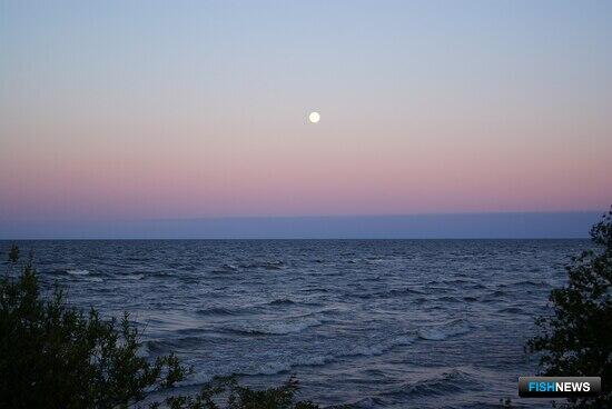 Квоты на вылов распределяют в районах действия международных договоров