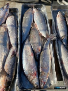 Права на промысел арктической рыбы продали за 18 млн рублей