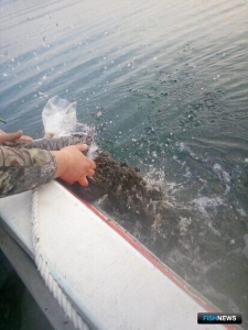 В ноябре в Приморье активизировалась трепанговая &laquo;посевная&raquo;