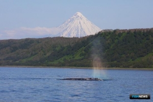 На Камчатке завершился сезон наблюдений за серыми китами