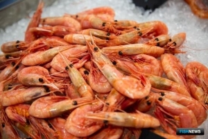 Для промысла креветки и устриц на Дальнем Востоке ввели допограничения