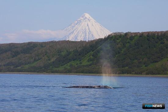 На Камчатке завершился сезон наблюдений за серыми китами На Камчатке завершился сезон наблюдений за серыми китами