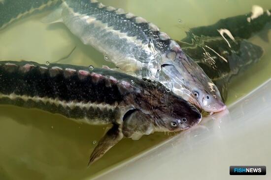 В Бурятии начали выращивать осетра в УЗВ