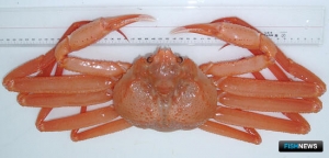 Доли квот глубоководных крабов остались без покупателей