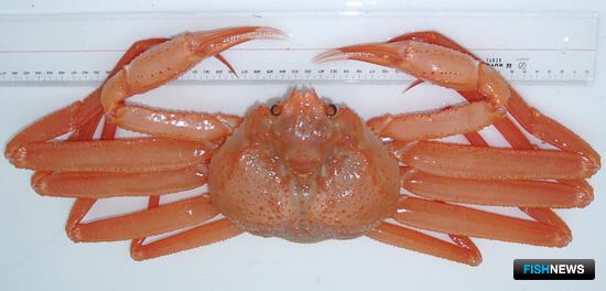 Доли квот глубоководных крабов остались без покупателей Доли квот глубоководных крабов остались без покупателей