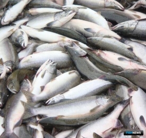 Общины КМНС могут оценить предложения по конкурсам на участки