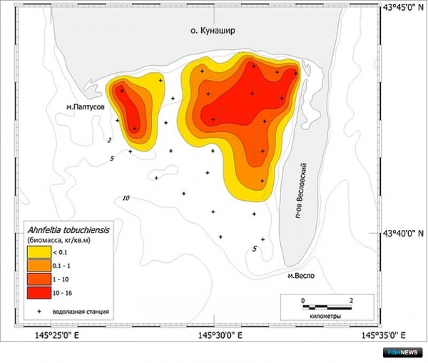 О промысловых запасах Южных Курил рассказал СахНИРО