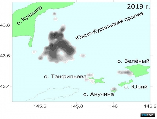 О промысловых запасах Южных Курил рассказал СахНИРО