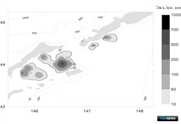 О промысловых запасах Южных Курил рассказал СахНИРО