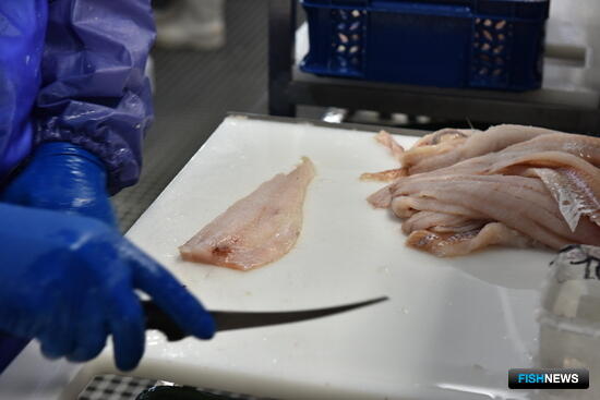 Российские предприятия проходят аудит для рыбных поставок в Бразилию Российские предприятия проходят аудит для рыбных поставок в Бразилию