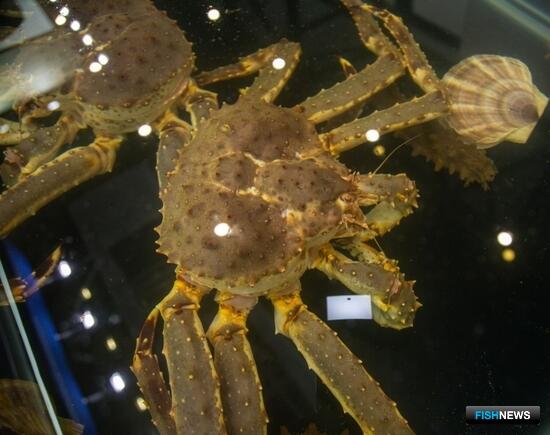 Поставки живых морепродуктов упростили через &laquo;Мой экспорт&raquo;