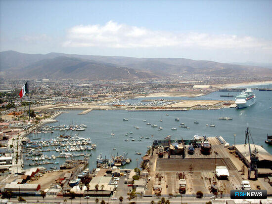 Японский гребешок поедет в США через Мексику Японский гребешок поедет в США через Мексику