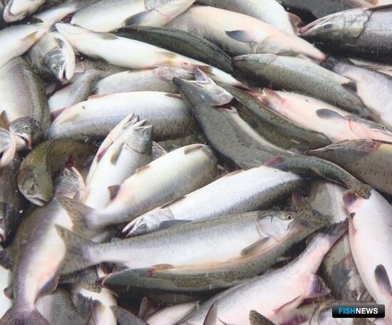 Магаданская область предлагает сделать платеж за участки дифференцированным