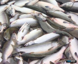 Магаданская область предлагает сделать платеж за участки дифференцированным