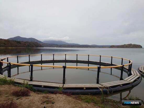 Застрахованной рыбы стало больше Застрахованной рыбы стало больше