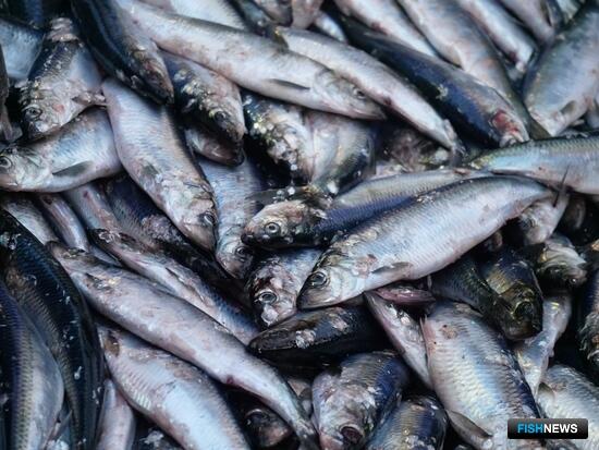 Дополнительную меру регулирования промысла сельди сохранили на 2024 год Дополнительную меру регулирования промысла сельди сохранили на 2024 год