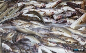 Фареры обменялись квотами с Исландией