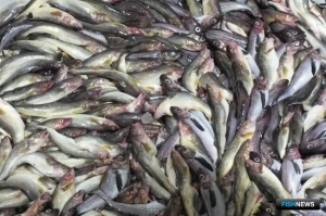 Промыслу охотоморского минтая продлили MSC-сертификат на пять лет