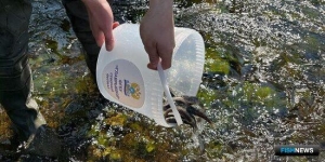 Главрыбвод подсчитал годовые выпуски