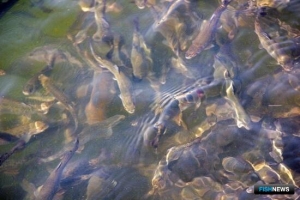 Корм из черной львинки хорошо сказался на весе форели