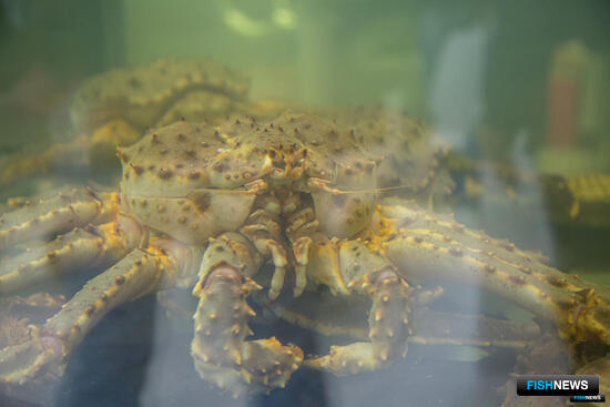 Краба предлагают оставить за МСП