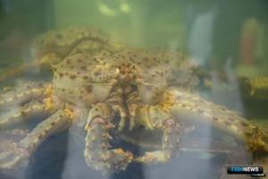 Краба предлагают оставить за МСП