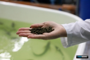 Яблоки помогут карпам расти быстрее