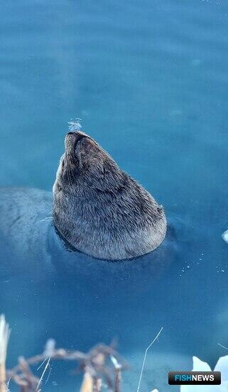 Соседство с людьми не идет на пользу сивучам