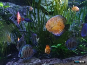 ФАО создало новый орган по &laquo;рыбным&raquo; вопросам