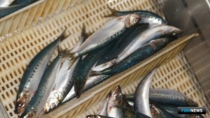 Рекорд по иваси: ученые рассказали об особенностях промысла пелагических объектов