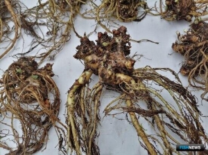 &laquo;Краснокнижному&raquo; растению помогут водоросли