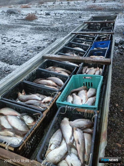 На Таймыре расследуют дело о браконьерстве сига